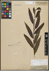 Foto von Salix alba L. x Salix fragilis L.